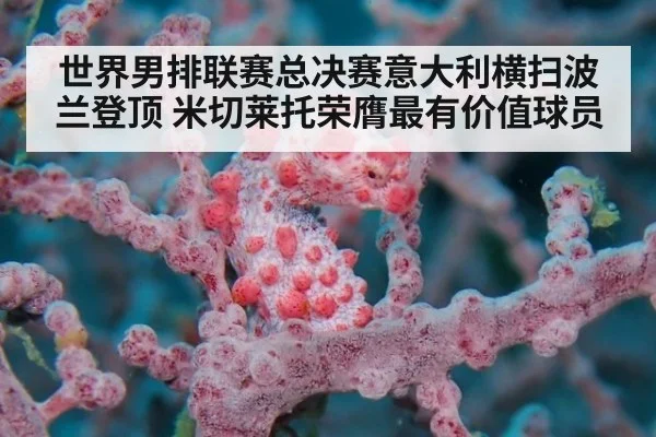 世界男排联赛总决赛意大利横扫波兰登顶 米切莱托荣膺最有价值球员